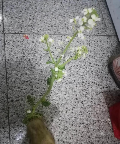 家庭养花用生根粉