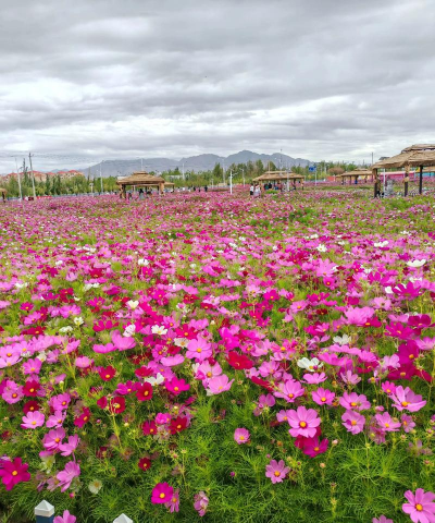 格尔木在哪里养花