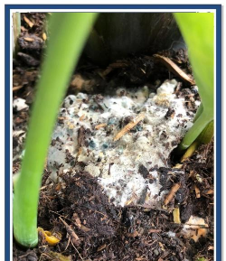 花盆养花长白毛