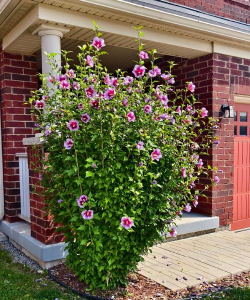 加拿大农村养花