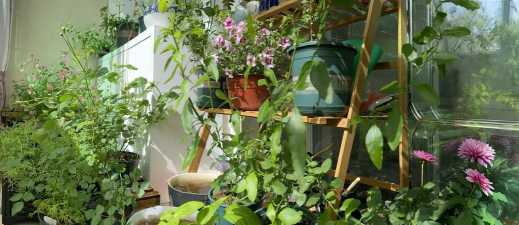 家庭养花用生根粉