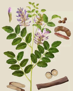 甘草甘草是什么植物