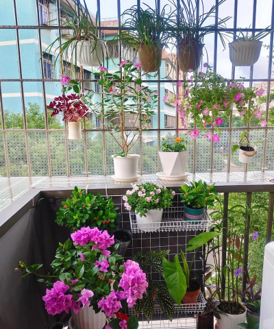 家庭养花用生根粉