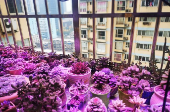 家庭养花用生根粉