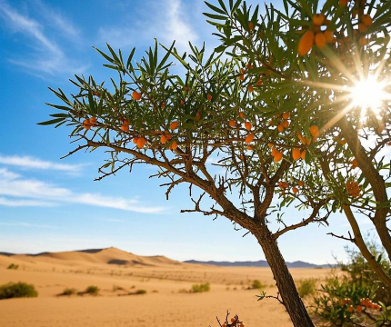 什么植物能在沙漠生存