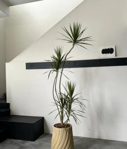 马尾铁懒人养花