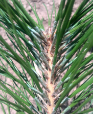 油松苗白色什么病