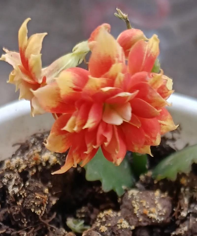 家庭养花用生根粉