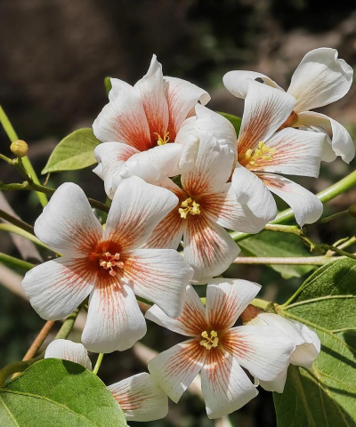 可以养花的油桐