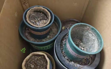 家庭养花用生根粉