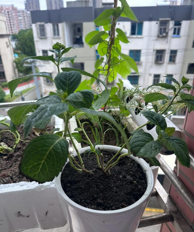 家庭养花用生根粉