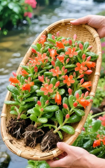 家庭养花用生根粉