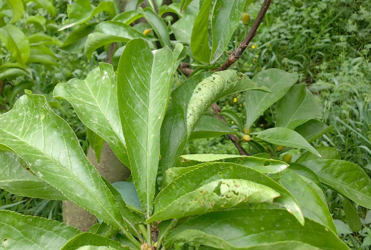 红叶李褐斑穿孔病如何防治