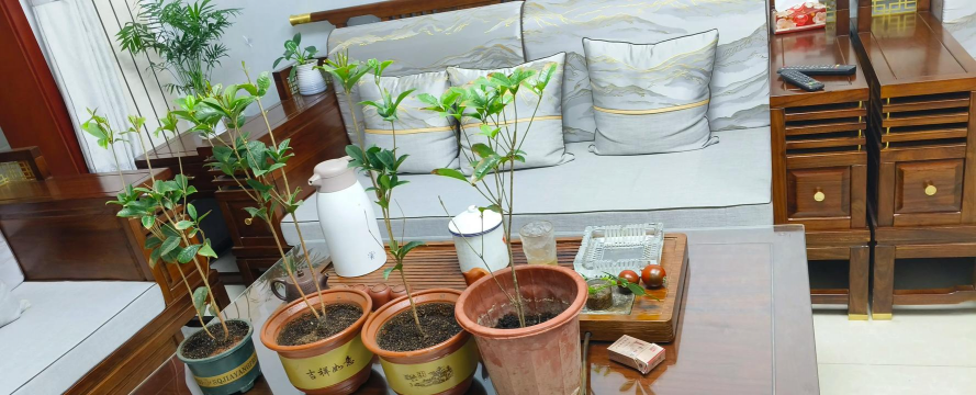 家庭养花用生根粉