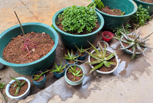 家庭养花用生根粉