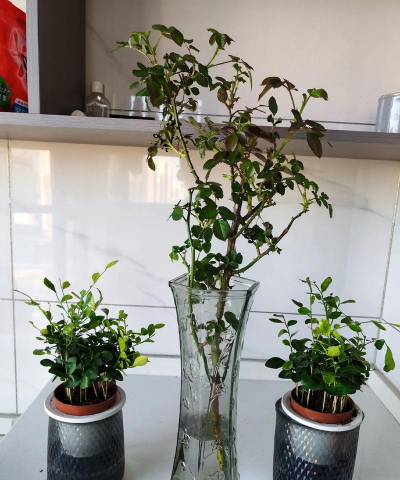 家庭养花用生根粉