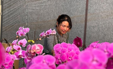 家庭养花用生根粉