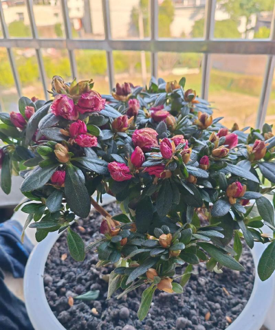 家庭养花用生根粉