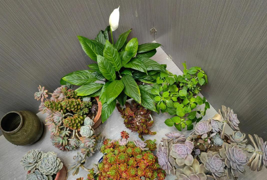 家庭养花用生根粉