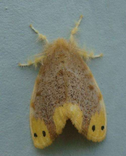 乌桕毒蛾的防治