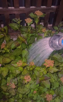 家庭养花用生根粉