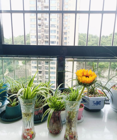 家庭养花用生根粉