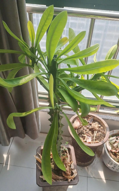 家庭养花用生根粉