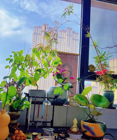 家庭养花用生根粉