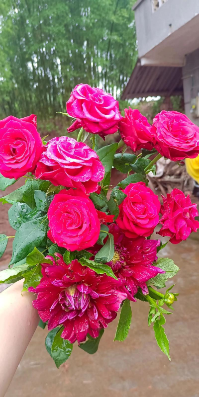 家庭养花用生根粉