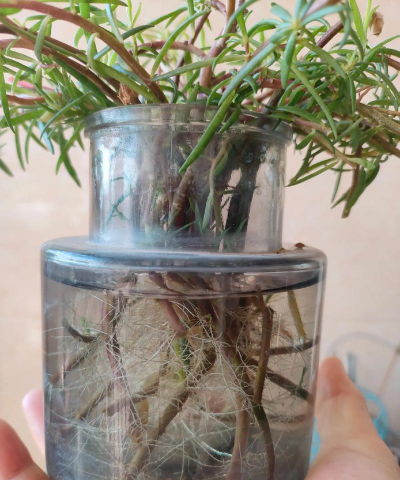 家庭养花用生根粉