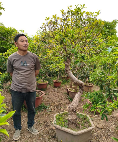 家庭养花用生根粉