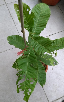 腐烂板栗叶子养花