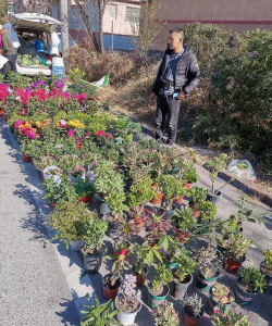 家庭养花用生根粉