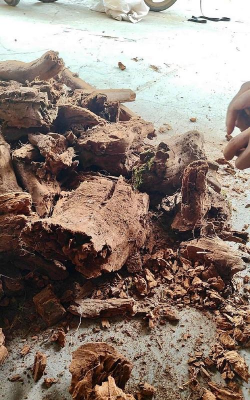 家庭养花用生根粉