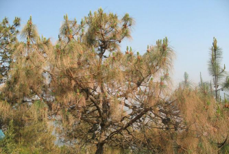 白皮松松赤落叶病