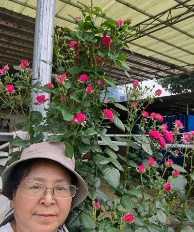 家庭养花用生根粉