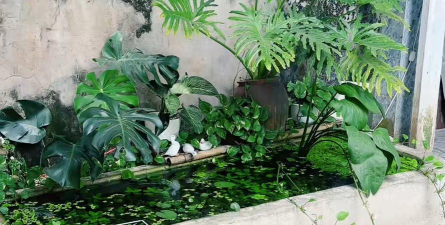 家庭养花用生根粉