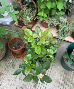 家庭养花用生根粉