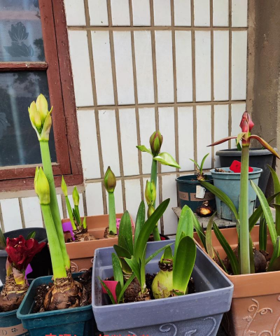 家庭养花用生根粉