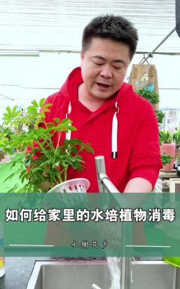 家庭养花用生根粉