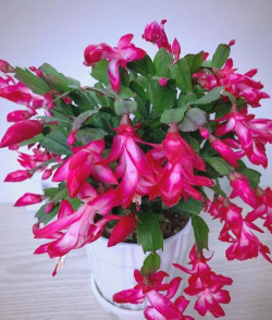 室内养花开红花