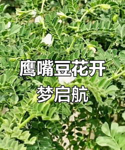 鹰嘴豆能养花吗