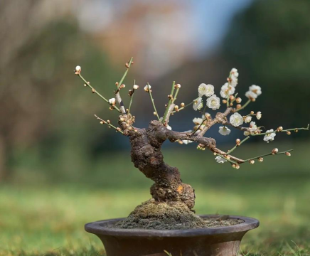 龙游梅花用什么盆