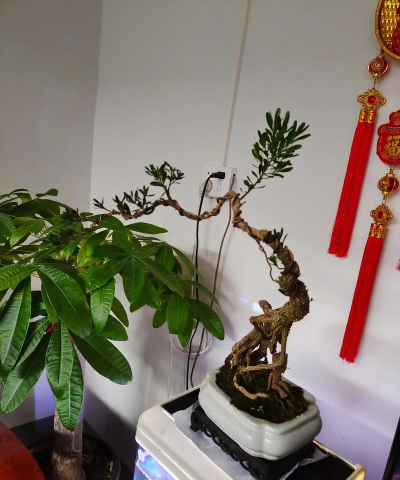 家庭养花用生根粉