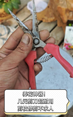 家庭养花用生根粉