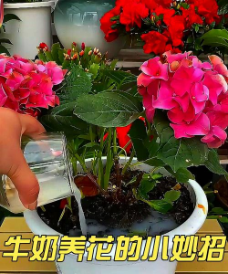 家庭养花用生根粉