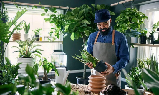 家庭养花用生根粉