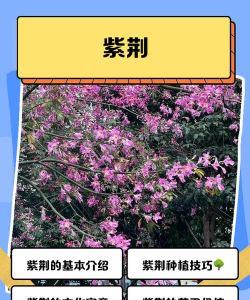 巨紫荆常见病虫害防治措施