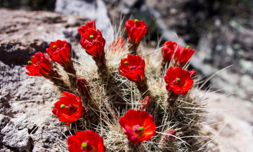芍药花怎么养，掌握关键要点，花开更鲜艳