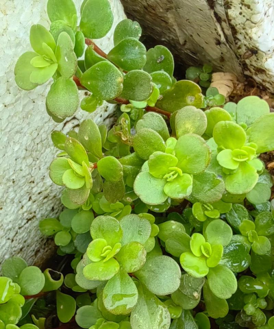 凹叶景天什么味道